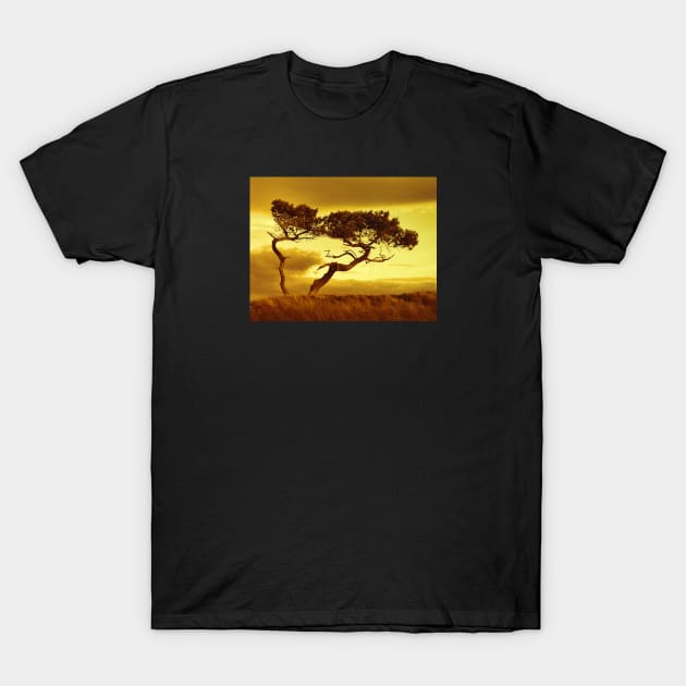 Tree Dance T-Shirt by dhphotography